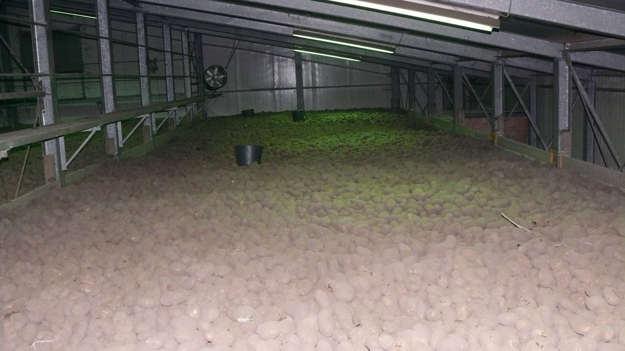 Vernebelung Kartoffellager