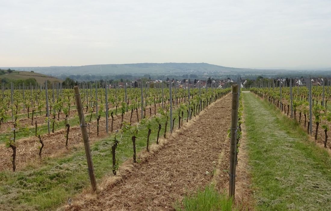 Unterstockpflege 2021: das solltest du über chemische Unkrautbekämpfung in Weinbau-Junganlagen wissen